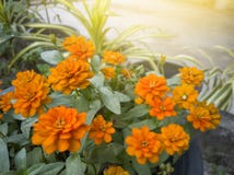 Orange zinnia flower beautiful with sunlight in the garden. royalty free stock image Orange zinnia flower beautiful with sunlight in the garden. royalty free stock image