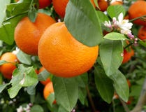 Orangen auf Baum lizenzfreie stockbilder Orangen auf Baum lizenzfreie stockbilder