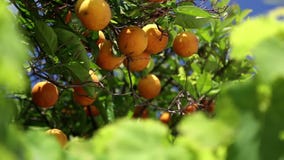 Orangenbäume Orangenbäume