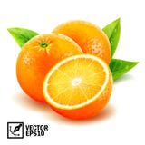 Oranges entières fraîches figées de vecteur réaliste et orange coupée en tranches avec des feuilles et des baisses de rosée illustration de vecteur Oranges entières fraîches figées de vecteur réaliste et orange coupée en tranches avec des feuilles et des baisses de rosée illustration de vecteur