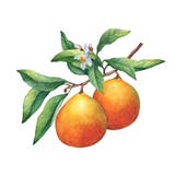 Oranges fraîches d'agrumes sur une branche avec des fruits, des feuilles vertes, des bourgeons et des fleurs illustration stock Oranges fraîches d'agrumes sur une branche avec des fruits, des feuilles vertes, des bourgeons et des fleurs illustration stock