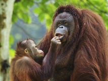Orangotango Utan do bebê e mãe fotografia de stock royalty free Orangotango Utan do bebê e mãe fotografia de stock royalty free