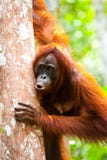 Orangutan kalimantan tanjung puting national park indonesia Stock Images Orangutan kalimantan tanjung puting national park indonesia Stock Images