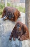 Orangutan x 2 obrazy stock Orangutan x 2 obrazy stock