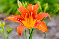 Oranje Dag Lily Vibrant Bloom Stock Fotografie Oranje Dag Lily Vibrant Bloom Stock Fotografie