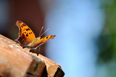 Oranje en bruine vlinder op houten leuning Stock Fotografie Oranje en bruine vlinder op houten leuning Stock Fotografie