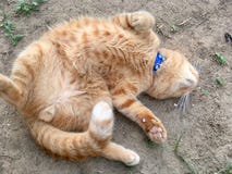 Oranje grappige kattenslaap royalty-vrije stock fotografie Oranje grappige kattenslaap royalty-vrije stock fotografie