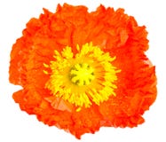 Oranje papaverbloem Royalty-vrije Stock Foto Oranje papaverbloem Royalty-vrije Stock Foto
