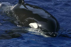 Killer Whale Eye Stock Photos - Royalty Free Images