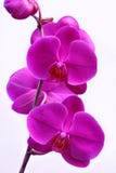 Orchid royaltyfria bilder Orchid royaltyfria bilder