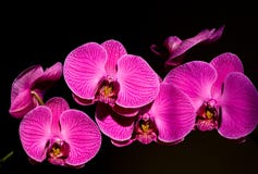 orchid royaltyfria bilder orchid royaltyfria bilder