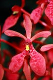 orchid στοκ φωτογραφίες orchid στοκ φωτογραφίες
