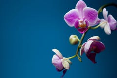 orchid στοκ εικόνες orchid στοκ εικόνες