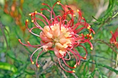 orchid royaltyfria bilder orchid royaltyfria bilder