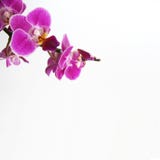 orchid arkivbilder orchid arkivbilder