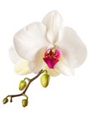 orchid στοκ εικόνα με δικαίωμα ελεύθερης χρήσης orchid στοκ εικόνα με δικαίωμα ελεύθερης χρήσης