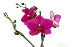 orchid royaltyfri fotografi orchid royaltyfri fotografi