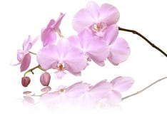 orchid στοκ φωτογραφίες με δικαίωμα ελεύθερης χρήσης orchid στοκ φωτογραφίες με δικαίωμα ελεύθερης χρήσης
