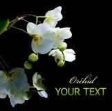 orchid στοκ εικόνες orchid στοκ εικόνες