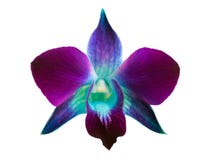 orchid στοκ φωτογραφία με δικαίωμα ελεύθερης χρήσης orchid στοκ φωτογραφία με δικαίωμα ελεύθερης χρήσης