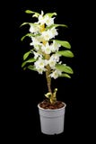 orchid royaltyfria bilder orchid royaltyfria bilder