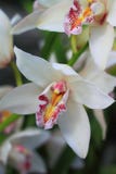orchid royaltyfri foto orchid royaltyfri foto