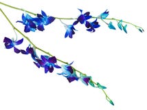 orchid στοκ εικόνες με δικαίωμα ελεύθερης χρήσης orchid στοκ εικόνες με δικαίωμα ελεύθερης χρήσης