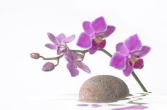 Orchid fotografering för bildbyråer Orchid fotografering för bildbyråer