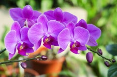 Orchid royaltyfri foto Orchid royaltyfri foto