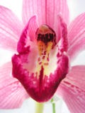 orchid 3 στοκ φωτογραφίες με δικαίωμα ελεύθερης χρήσης orchid 3 στοκ φωτογραφίες με δικαίωμα ελεύθερης χρήσης