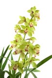orchid royaltyfri foto orchid royaltyfri foto