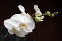 orchid arkivfoton orchid arkivfoton