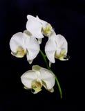 orchid royaltyfri foto orchid royaltyfri foto