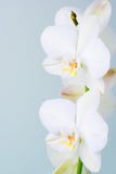 orchid στοκ εικόνες orchid στοκ εικόνες