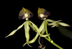 orchid στοκ φωτογραφίες με δικαίωμα ελεύθερης χρήσης orchid στοκ φωτογραφίες με δικαίωμα ελεύθερης χρήσης