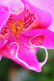 orchid στοκ φωτογραφία orchid στοκ φωτογραφία