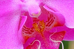 orchid στοκ εικόνα orchid στοκ εικόνα