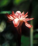 orchid στοκ φωτογραφία με δικαίωμα ελεύθερης χρήσης orchid στοκ φωτογραφία με δικαίωμα ελεύθερης χρήσης