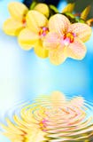 orchid arkivbild orchid arkivbild
