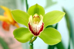 orchid royaltyfria foton orchid royaltyfria foton