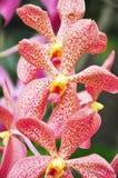 orchid cambria στοκ εικόνα με δικαίωμα ελεύθερης χρήσης orchid cambria στοκ εικόνα με δικαίωμα ελεύθερης χρήσης