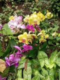 orchid?es image stock orchid?es image stock