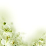 Orchid Flowers And Greenery, Floral Background Stock Photos