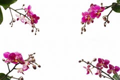 Orchid flowers in the corners of the photo royalty free stock photos Orchid flowers in the corners of the photo royalty free stock photos