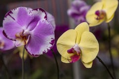 Orchid flowers stock image Orchid flowers stock image