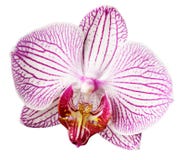 Orchid pink-white-yellow flower. isolated on white background with clipping path. Closeup. Motley brindle big flower. royalty free stock photo Orchid pink-white-yellow flower. isolated on white background with clipping path. Closeup. Motley brindle big flower. royalty free stock photo