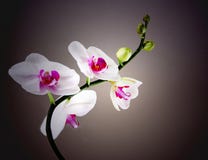 Orchid royaltyfri fotografi Orchid royaltyfri fotografi