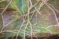 Orchid toots cover stone with green mossy background. Tangled ba stock image Orchid toots cover stone with green mossy background. Tangled ba stock image