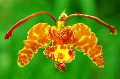 orchid πεταλούδων στοκ εικόνα orchid πεταλούδων στοκ εικόνα