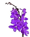 orchid πορφύρα στοκ εικόνες orchid πορφύρα στοκ εικόνες